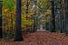 Fall Path In The Forest van William Mevissen