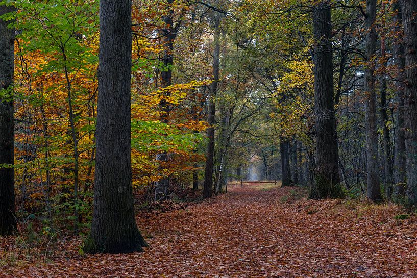 Fall Path In The Forest van William Mevissen