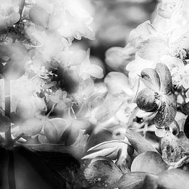 De charmantes fleurs d'hortensia en noir et blanc sur Nicc Koch