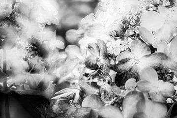 Enchanting hydrangea blossoms in black and white