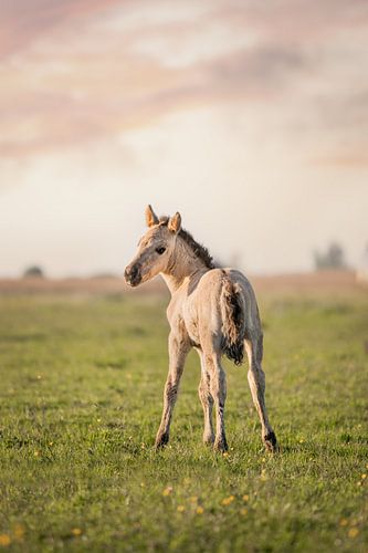 Konik veulen in prachtig avondlicht