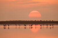 Flamingo's bij zonsopgang