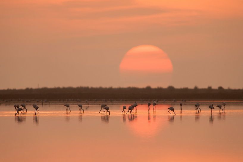 Flamingos at Sunrise by Joan Gil Raga