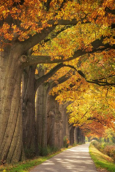 Autumn colors by Martin Podt