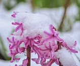 Paarse Hyacint Bloem in de Sneeuw van ManfredFotos thumbnail