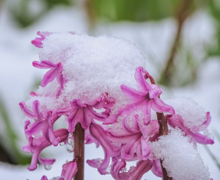 Paarse Hyacint Bloem in de Sneeuw van ManfredFotos