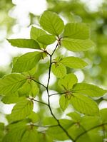 Fresh green beech leaf