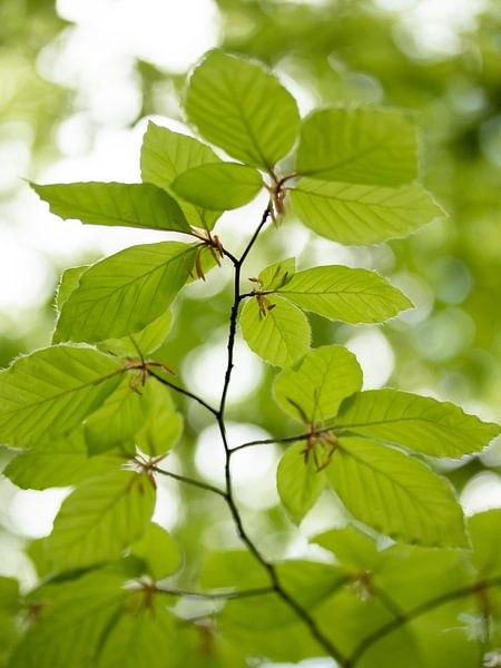 Fris groen beukenblad van Maaike Munniksma