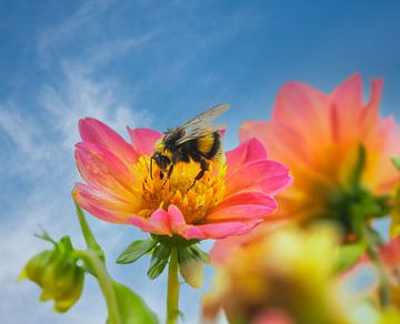 Macro van een hommel op een dahlia bloem