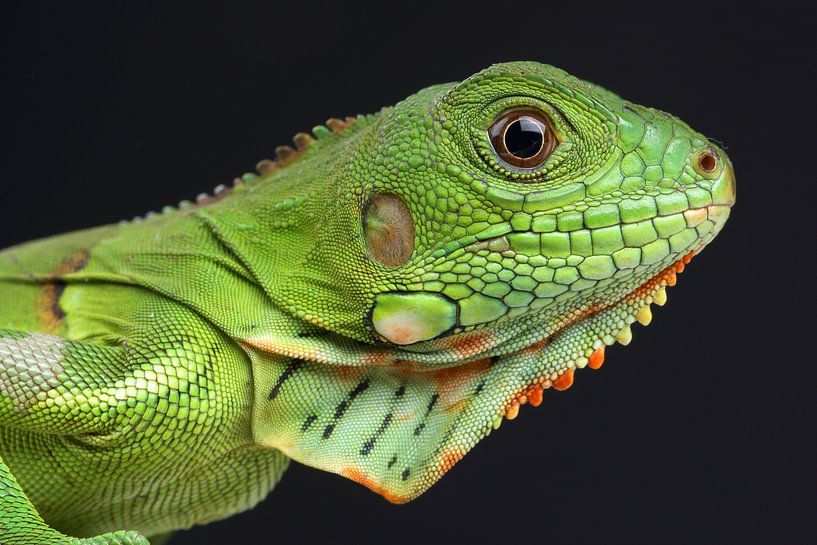 Iguane vert (Iguana iguana) par Ronald Pol