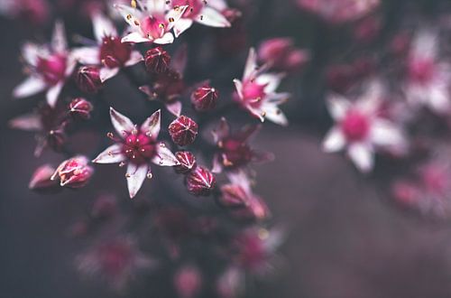 De prachtige boterbloem " Afrikaanse Parel " (Sedum Spectabile)