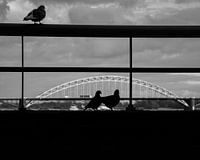 Pigeons en ville