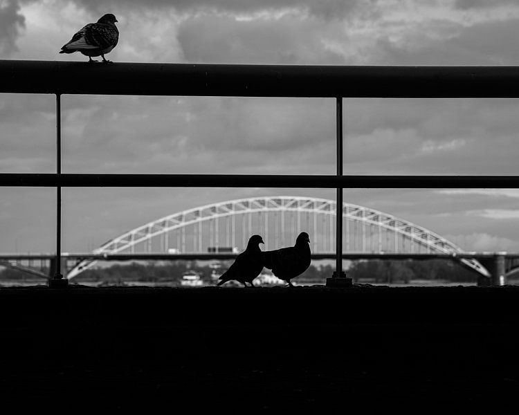 Pigeons en ville par Matthijs van Houten