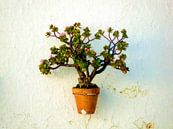 Vetplant aan de muur van Frans Jonker thumbnail
