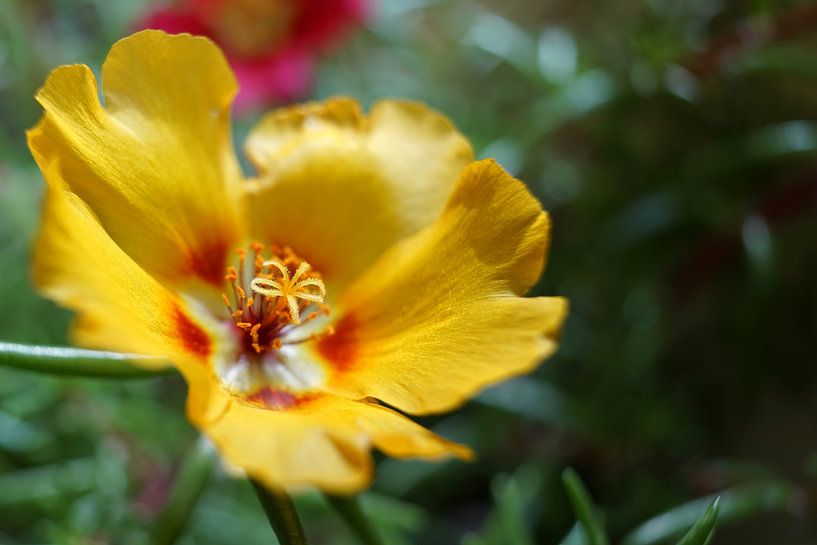 yellow flowering purslane Portulaca grandiflora by Heiko Kueverling