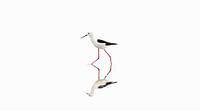 A black-winged stilt ( Himantopus Himantopus )