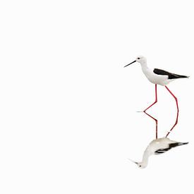 A black-winged stilt ( Himantopus Himantopus ) by Leny Silina Helmig