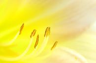 Staubblätter einer gelben Blüte van Jana Behr thumbnail