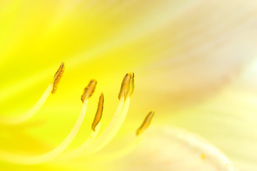 Staubblätter einer gelben Blüte van Jana Behr
