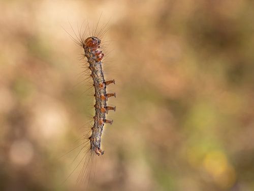 Floating caterpillar
