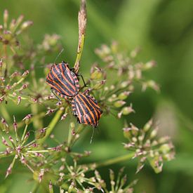 Streifenwanze von Matthias Brix
