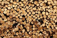 Bomen