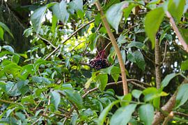 A black currant bush. by Marvin Taschik