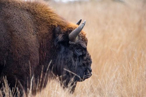 Wisent op de Maashorst | portret Europese bizon Nederland