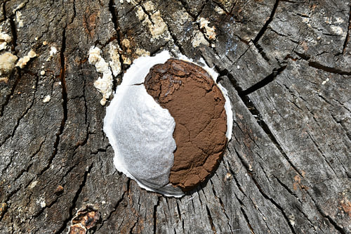 Yin und Yang in der Natur entdeckt