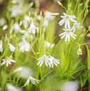 Witte bloemetjes in een groen veld van Barbara Koppe thumbnail