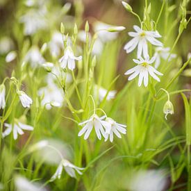 Witte bloemetjes in een groen veld van Barbara Koppe