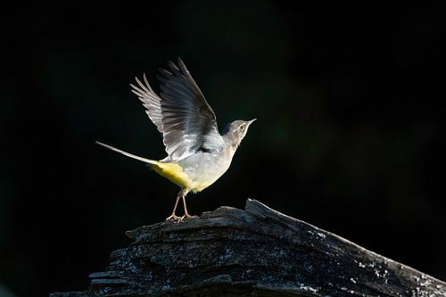 Dansende grote gele kwikstaart.