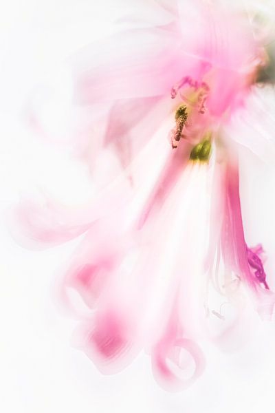 Nerine Bowdenii van Bob Daalder