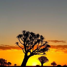 Kokerbomenwoud  in Namibië van Edith Büscher