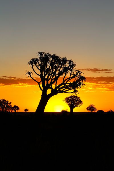 Quivertree Forest in Namibia von Edith Büscher