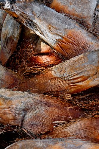 Stam van een palmboom in de eigen tuin
