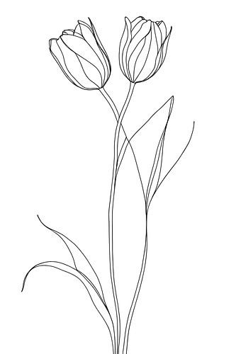 Tulips, minimalist
