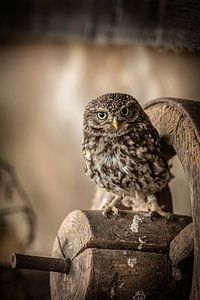 Petit hibou sur une vieille roue près d'une ferme