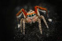 Saitis barbipes Springspin
