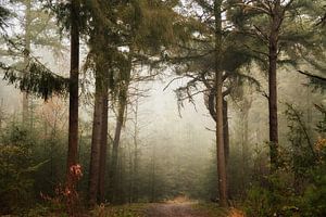 Winter Dreams