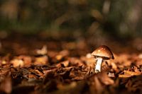 Paddenstoel op een mooie herfstdag