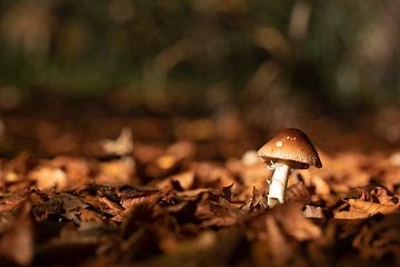 Mushroom on a beautiful autumn day by Vincent Keizer