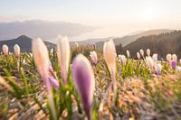 Crocus