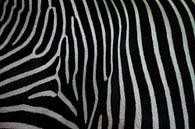 Zebra textuur close-up. Zwart-witte zebrahuid. van Michael Semenov thumbnail