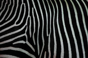 Zebra texture closeup. Black and white zebra skin. by Michael Semenov