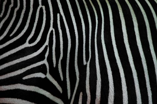 Zebra texture closeup. Black and white zebra skin.