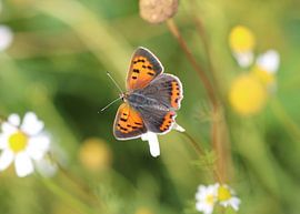 Kleiner Feuerfalter von Matthias Brix