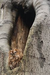 Rostiger Waldkauz im Baum