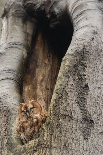 Rostiger Waldkauz im Baum