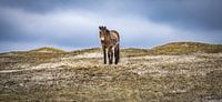 Lonely horse